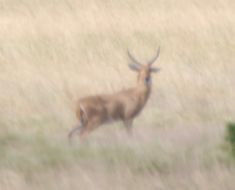 Image of Southern Reedbuck