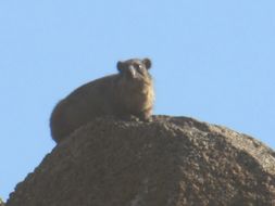 Image of Rock Hyrax