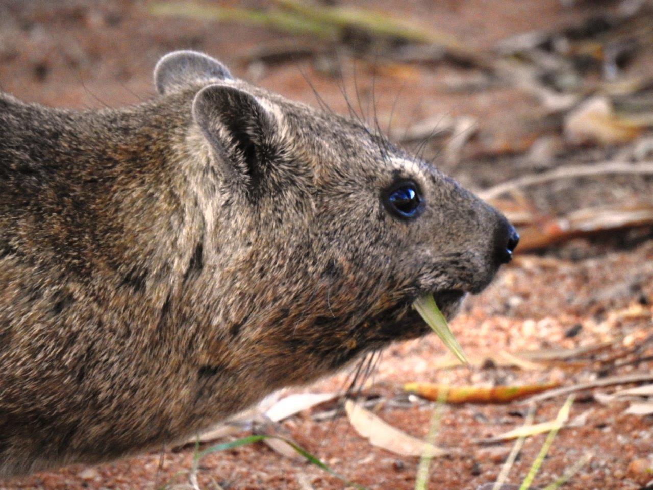 Image of Rock Hyrax