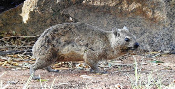 Image of Rock Hyrax