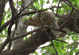 Paraxerus cepapi (A. Smith 1836)的圖片