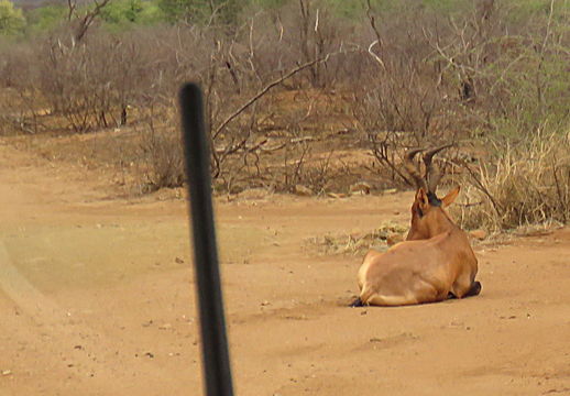 Image of Red Hartebeest