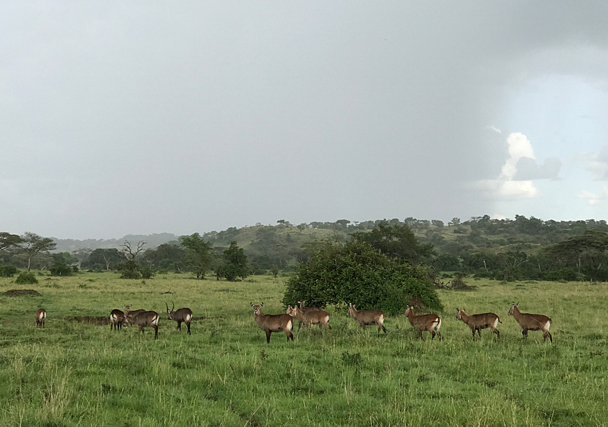 Image of Defassa Waterbuck