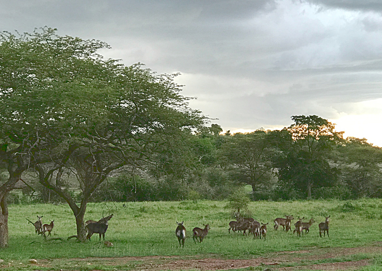 Image of Defassa Waterbuck