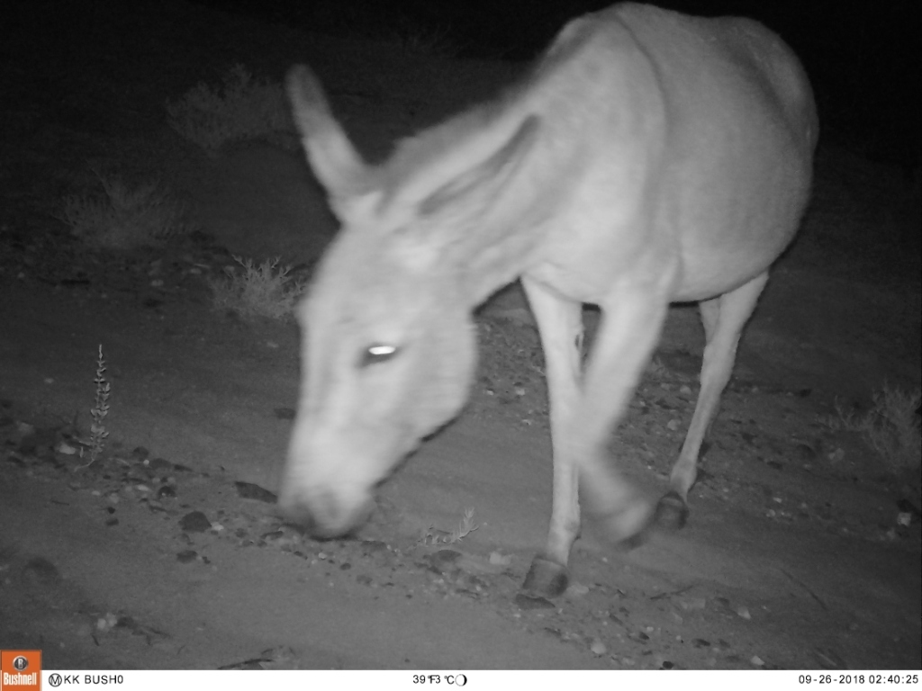 Image of Ass -- Feral donkey