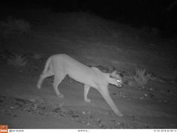 Image of Caracals