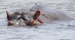 Image of Common Hippopotamus