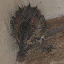 Image of Mesic Four-striped Grass Rat