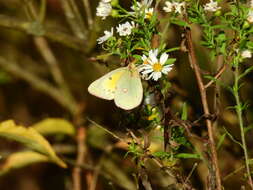 Image of Orange Sulphur