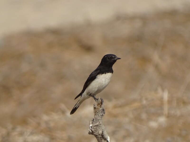 Oenanthe albonigra (Hume 1872) resmi