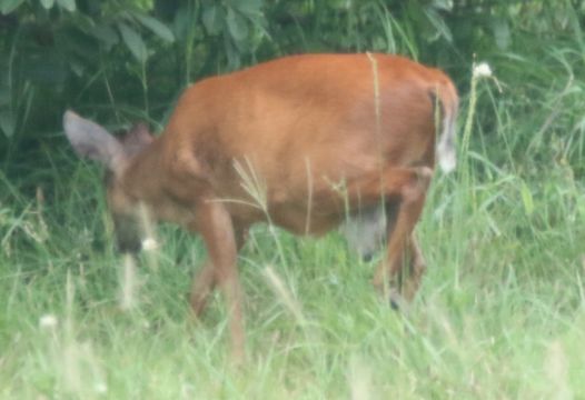 Image of Natal Duiker