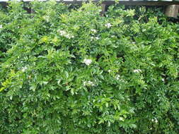 Imagem de Jasminum fluminense Vell.