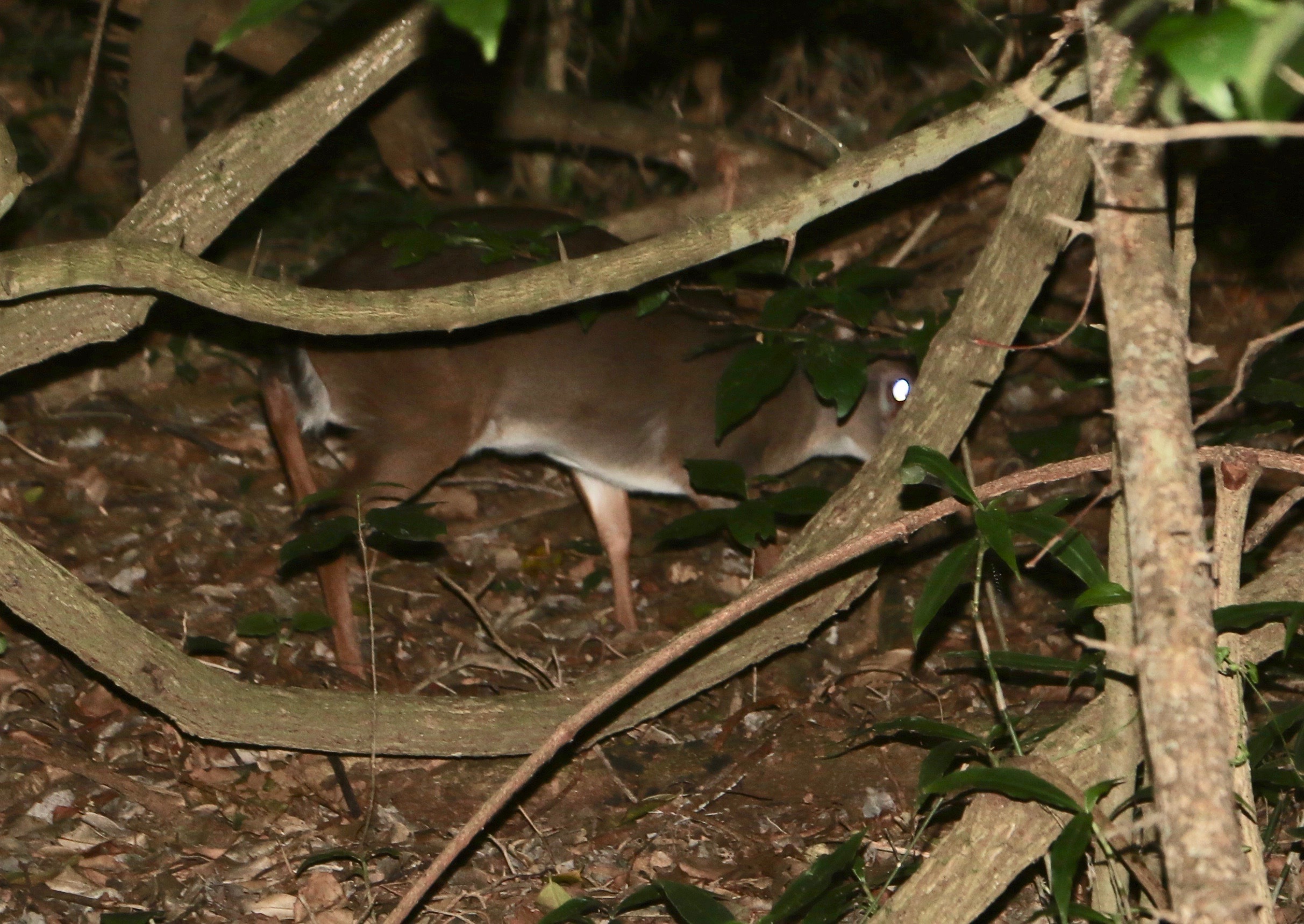 Image of Natal Duiker