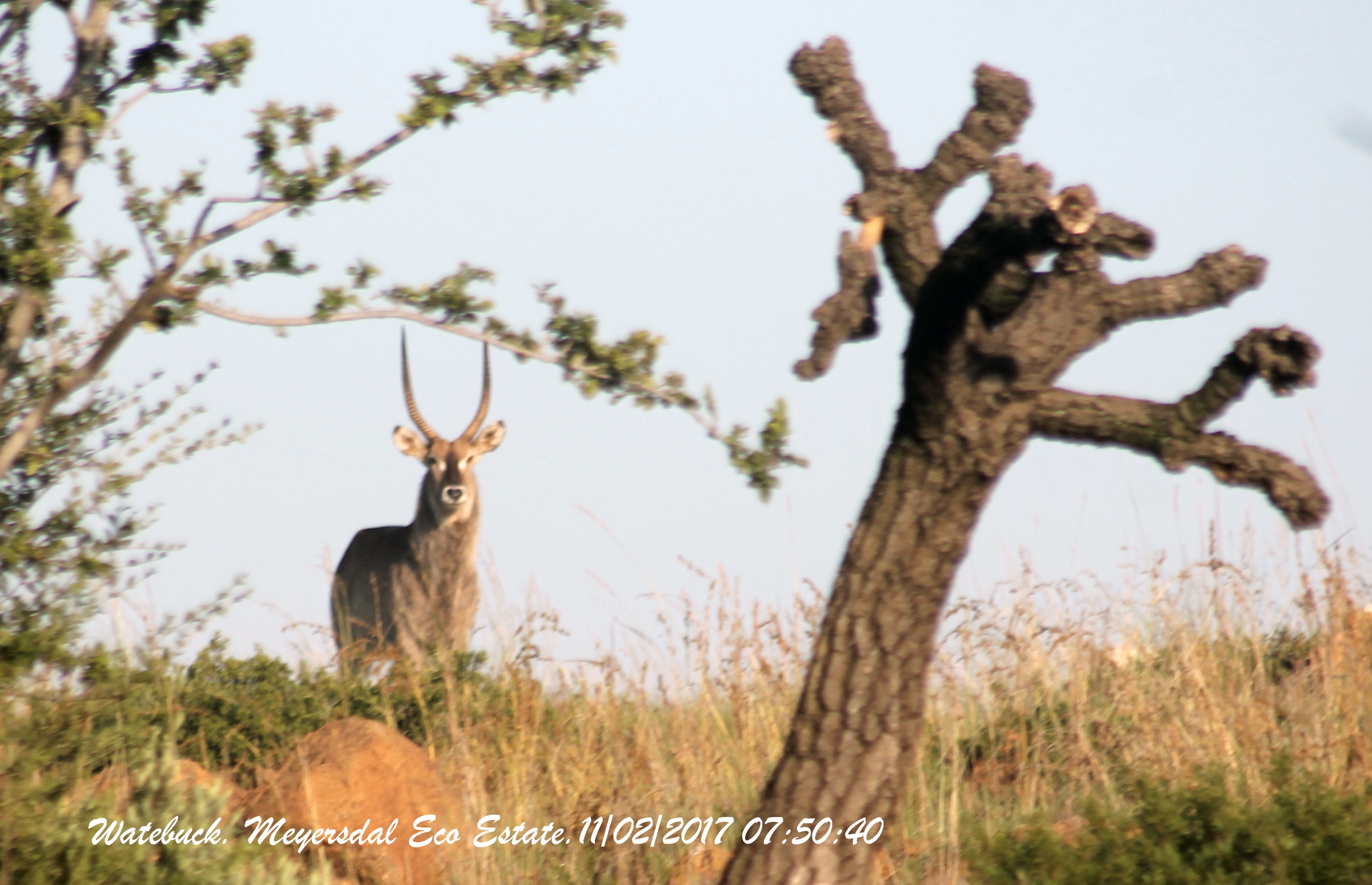 Image of Ellipsen Waterbuck