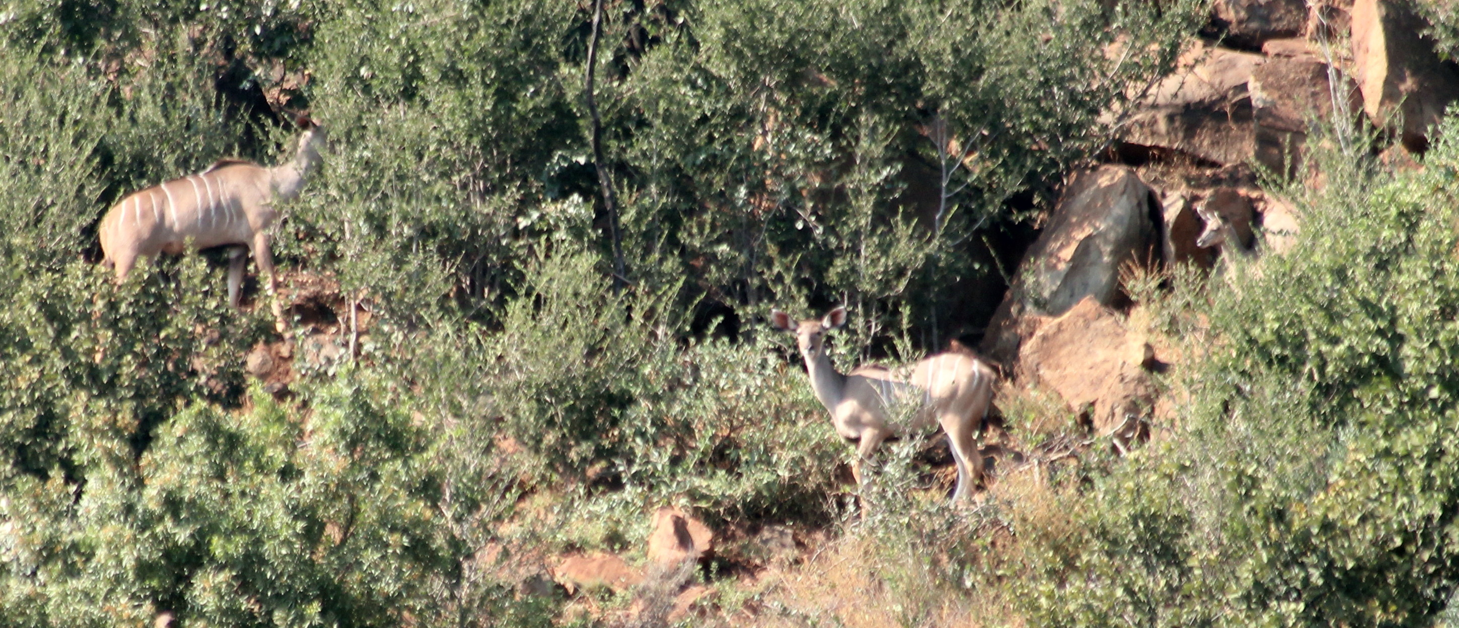 Image of Greater Kudu