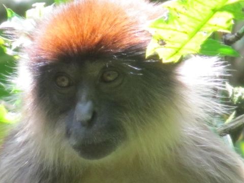 Piliocolobus rufomitratus (Peters 1879) resmi