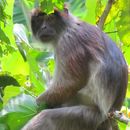 Image of Eastern Red Colobus -- Tana River Red Colobus