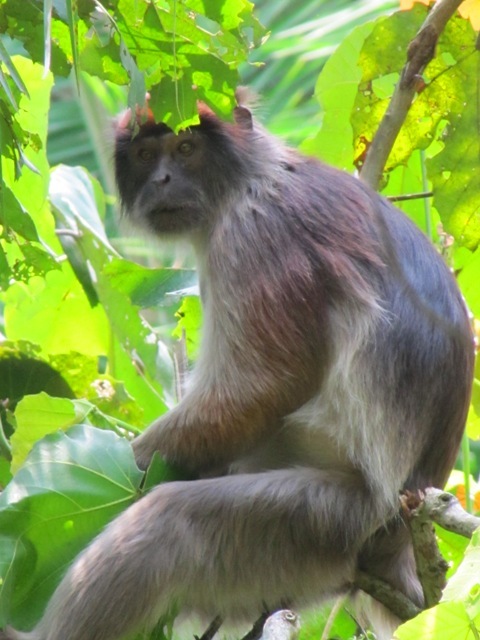 Image of Eastern Red Colobus -- Tana River Red Colobus