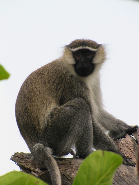 Image of Tantalus Monkey