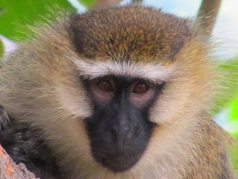 Image of Tantalus Monkey