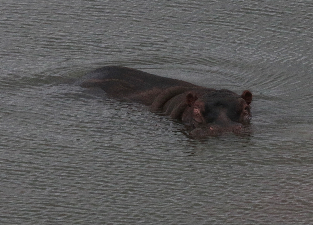 Image of Common Hippopotamus