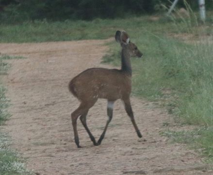 Image of Bushbuck