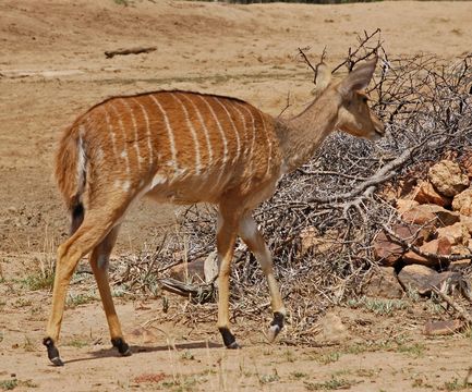 Image of Bushbuck