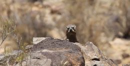 Image of Rock Hyrax