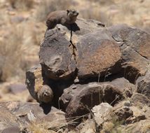 Image of Rock Hyrax