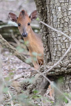 Image of Natal Duiker