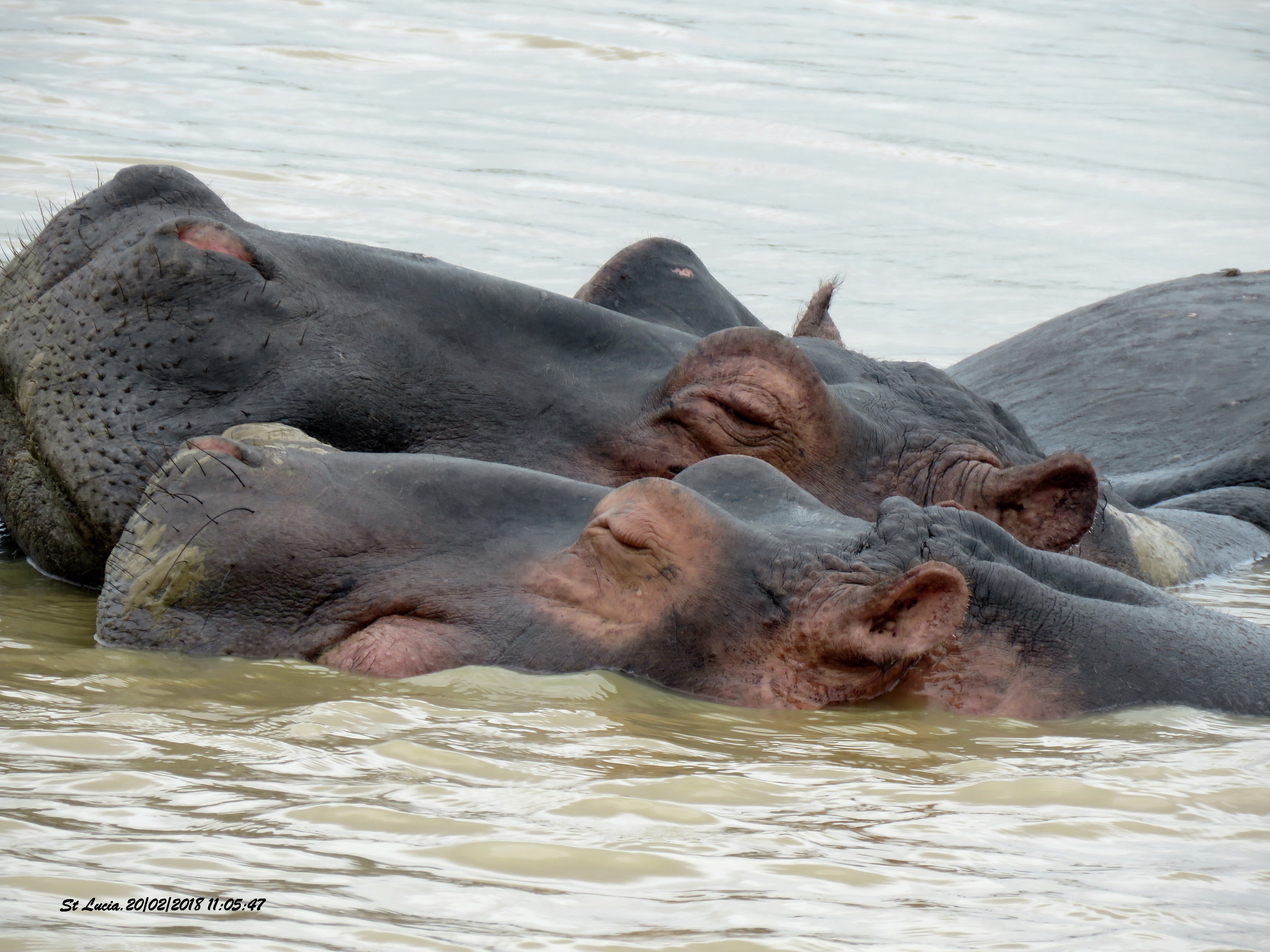 Image of Common Hippopotamus