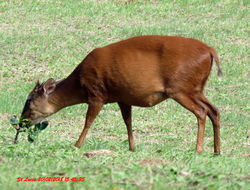 Image of Natal Duiker