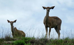 Image of Greater Kudu