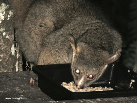 Image of Greater galago