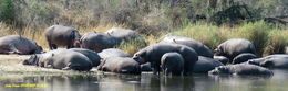 Image of Common Hippopotamus