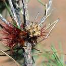 Image of Allocasuarina grevilleoides (Diels) L. A. S. Johnson