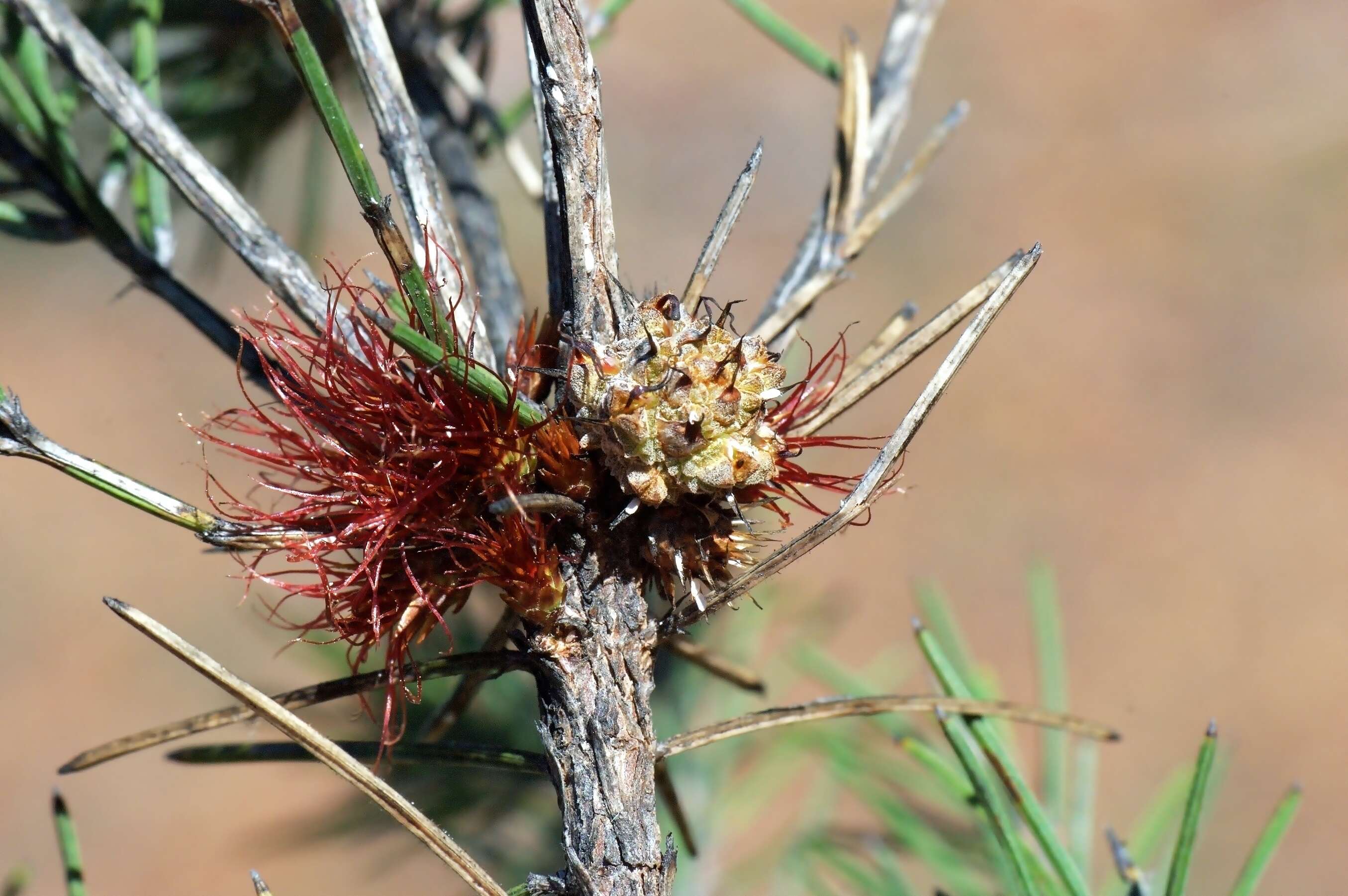 Image of Allocasuarina grevilleoides (Diels) L. A. S. Johnson