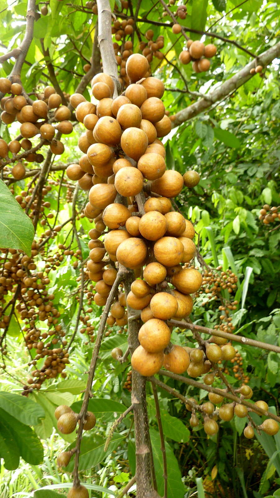 Image of American muskwood