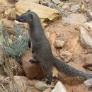 Image of Cape Gray Mongoose -- Small Grey Mongoose