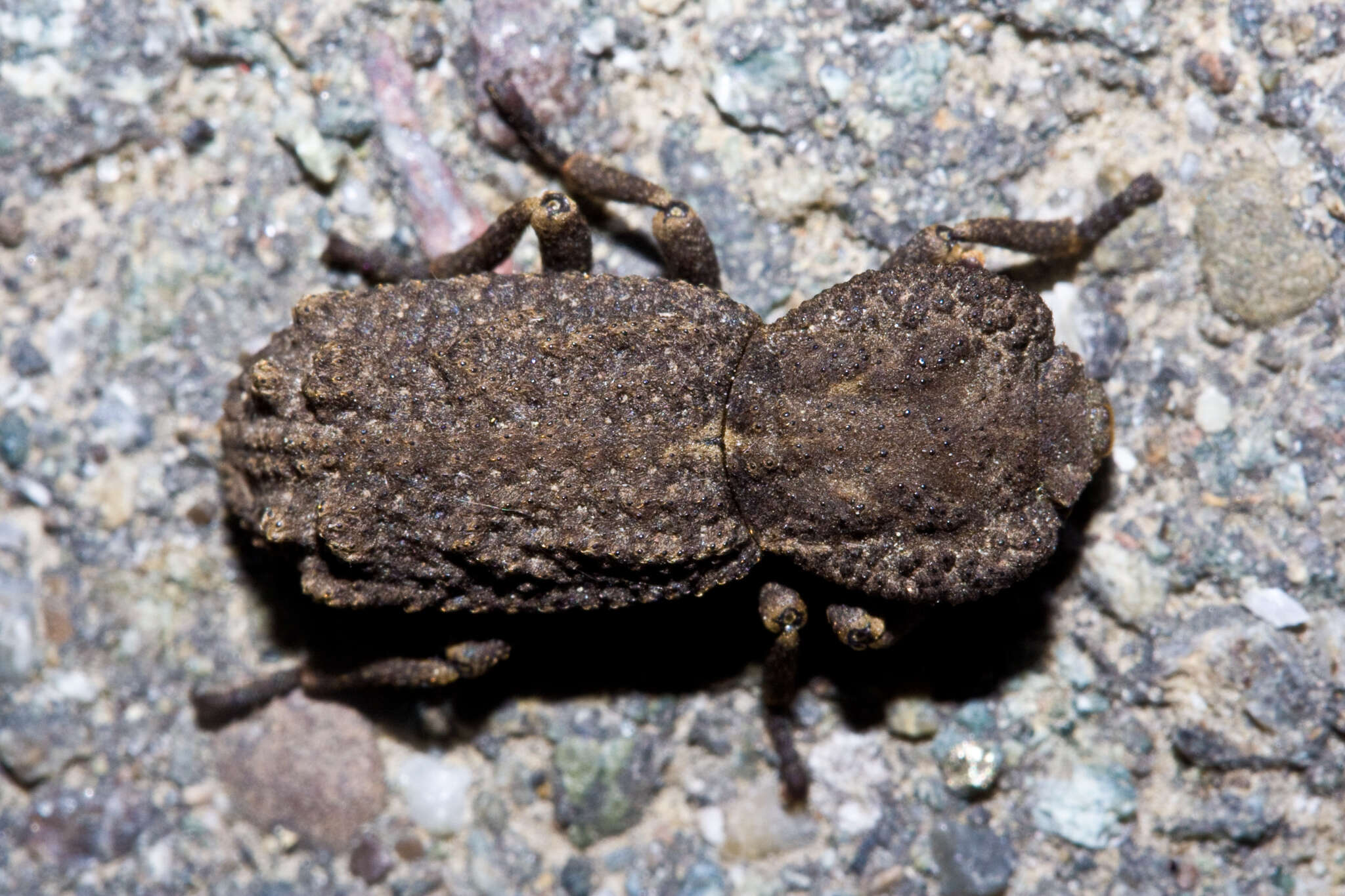 Image of Phloeodes plicatus (Le Conte 1859)