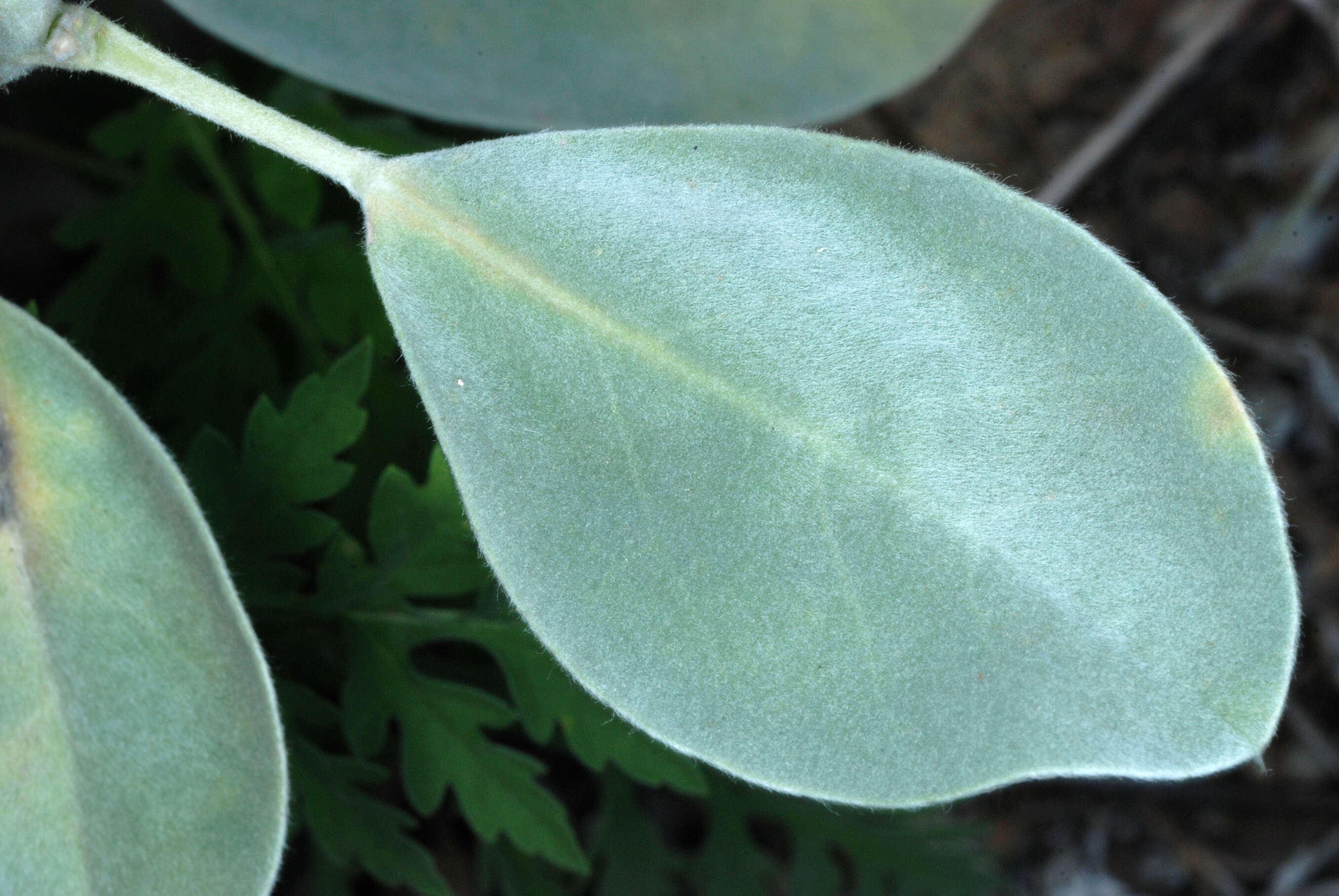 Image of Oak Ridge Lupine