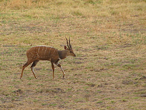 Image of Bushbuck