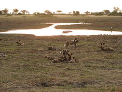 Image of African Hunting Dog