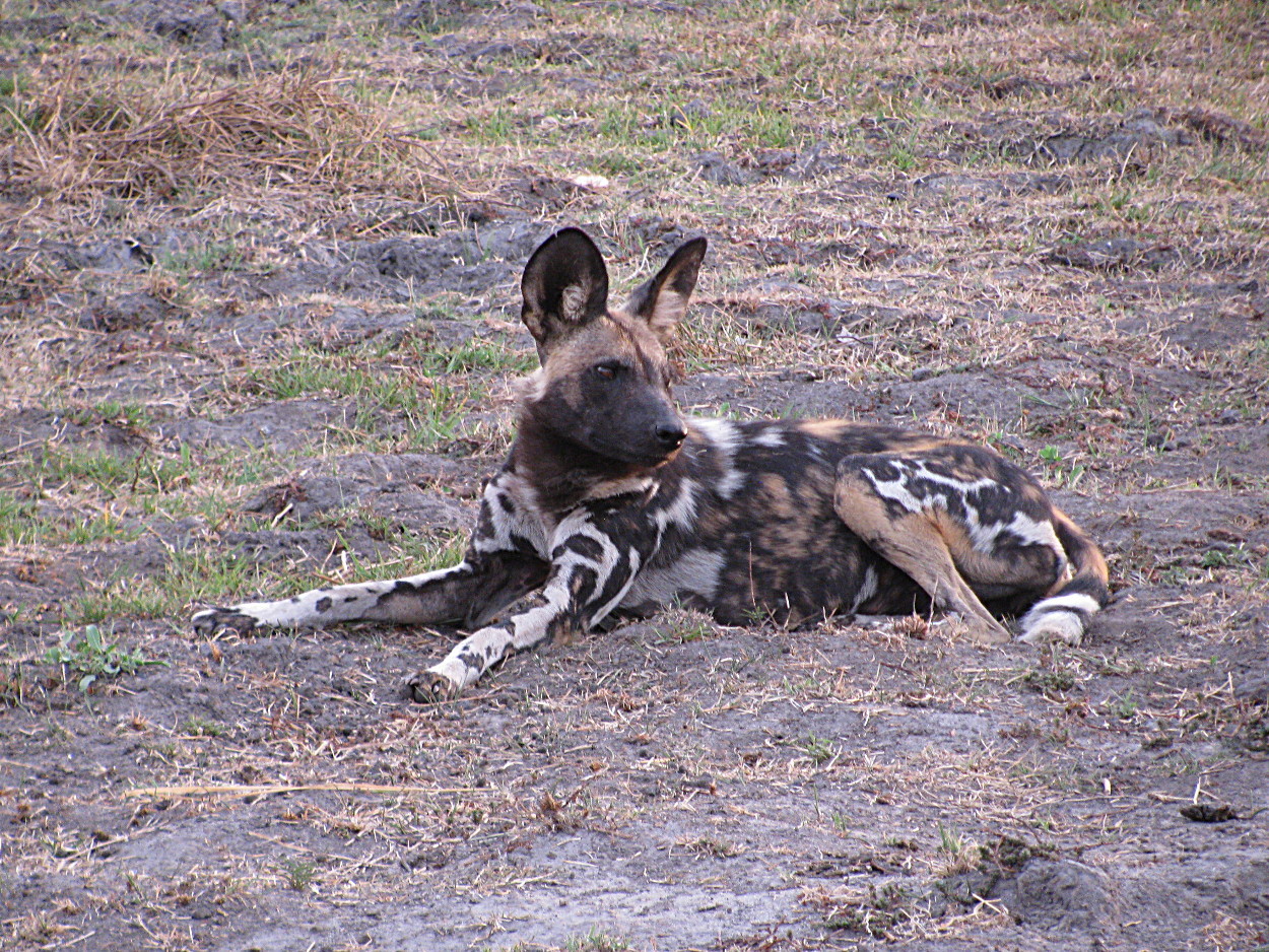 Image of African Hunting Dog