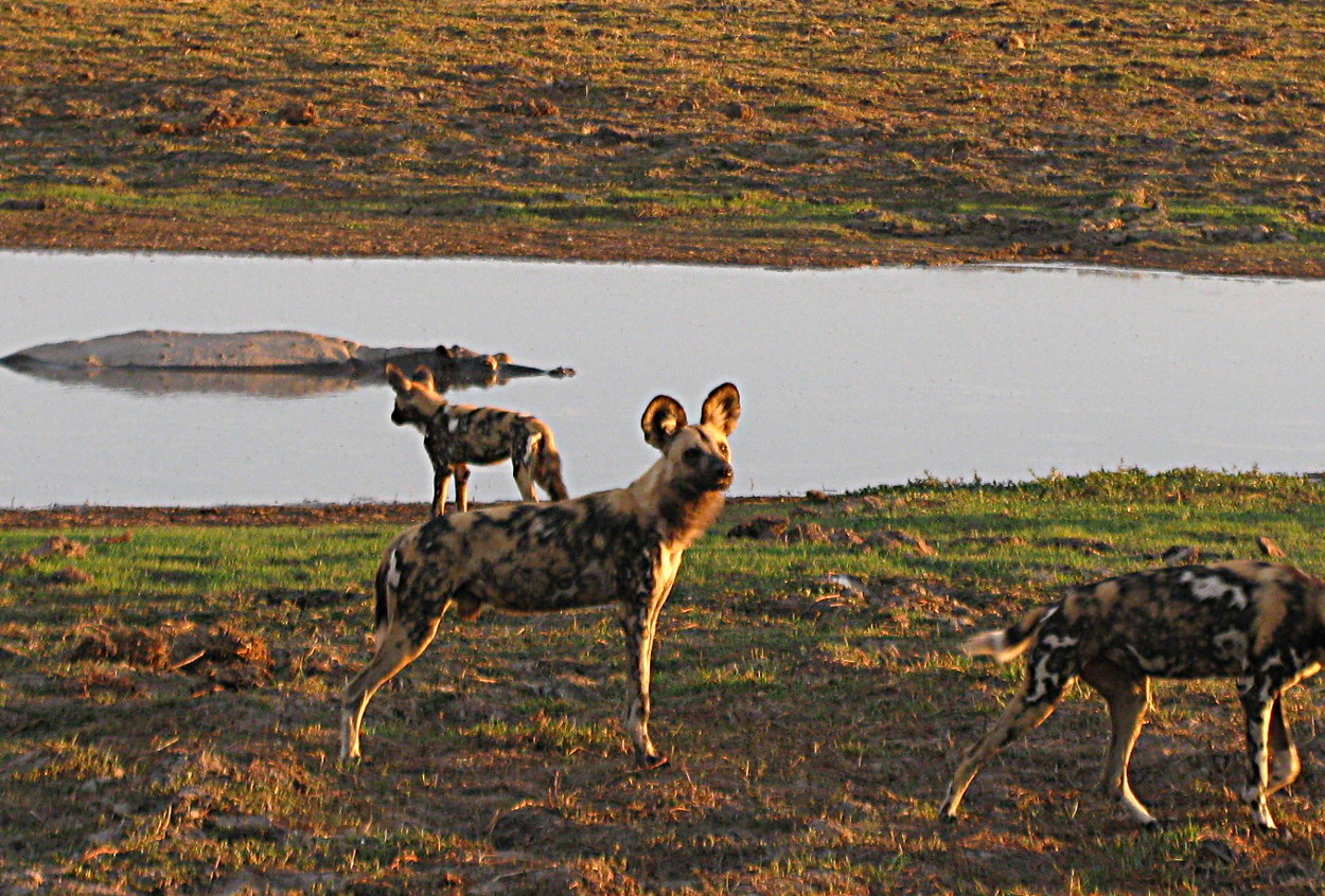 Image of Common Hippopotamus