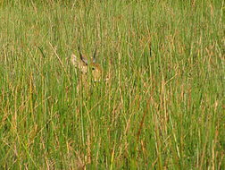 Image of Southern Reedbuck