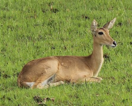 Image of Southern Reedbuck