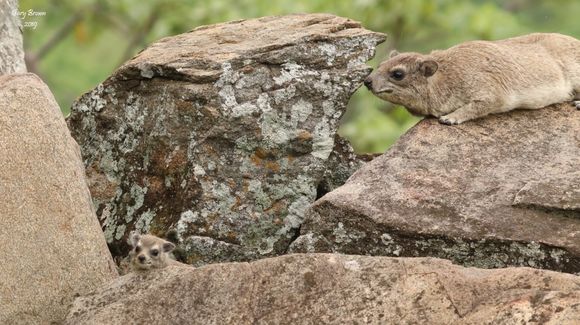 Image of Bush Hyrax