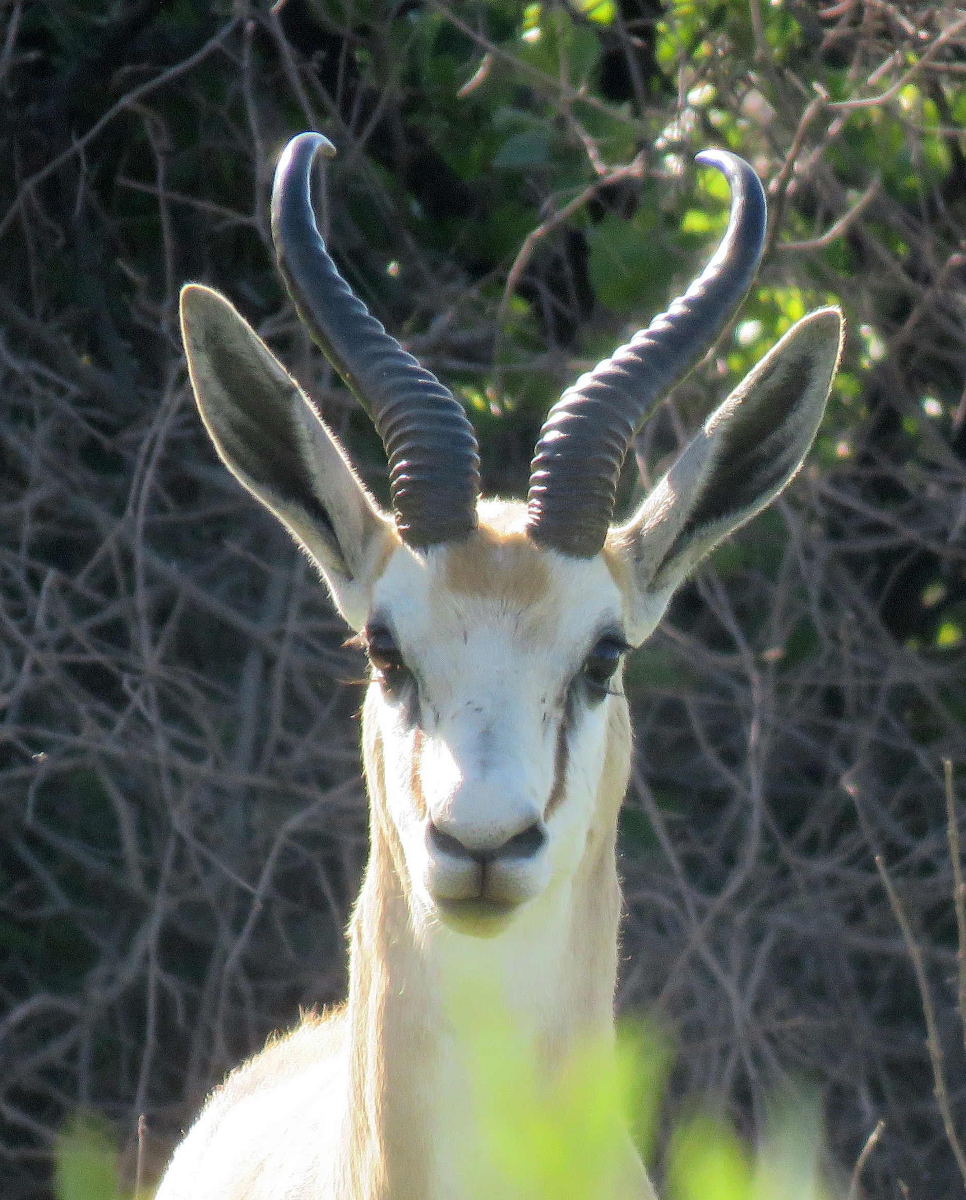 Image of Springbok