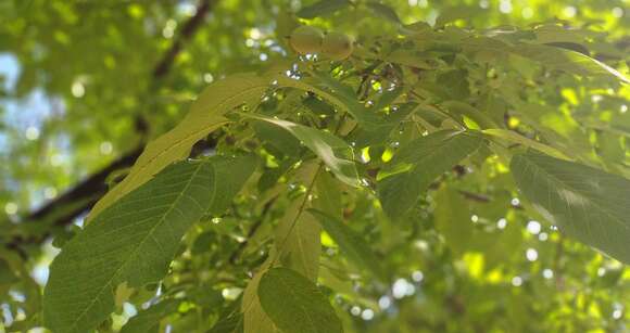 Image of Common walnut